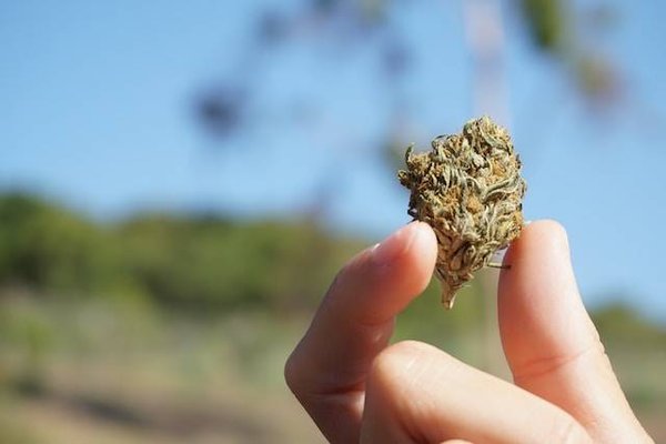 Comment consommer le CBD sous forme de fleurs ?