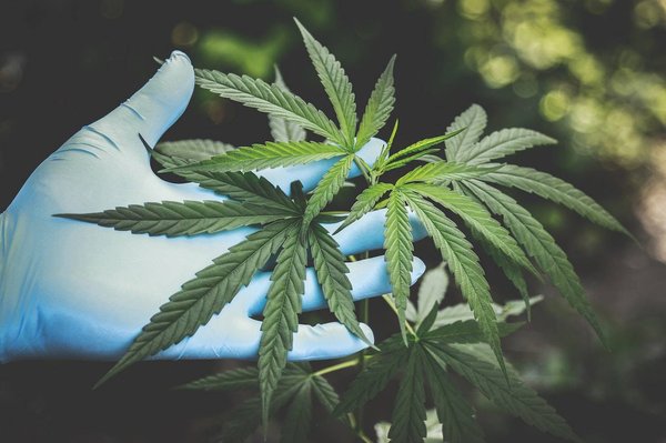 Que représente le marché du CBD en France ?